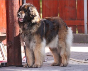 leonberger1