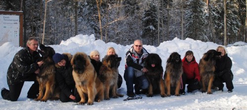 (Eesti) Leonbergerite talvepäevad 2016